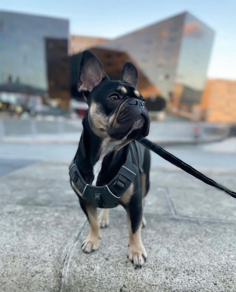 Explorer Harness Storm Grey 🌪️ - TOUGHDOG Ltd