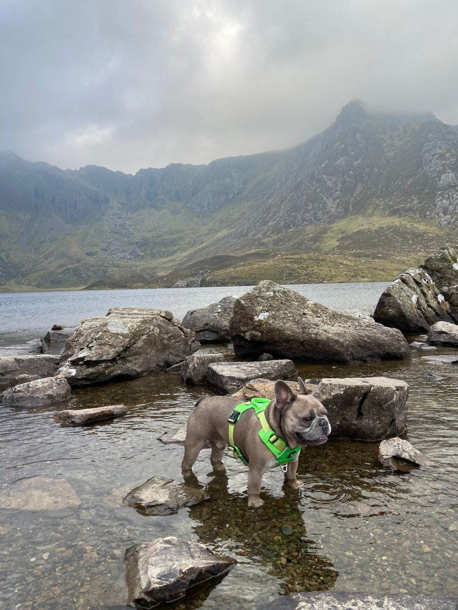 Explorer Harness V2.0 Aurora Green - TOUGHDOG Ltd