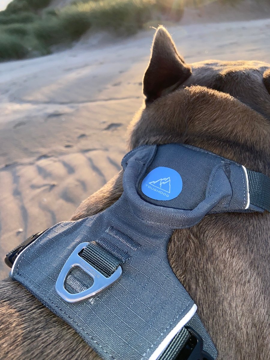 Explorer Harness V2.0 Slate Grey - TOUGHDOG Ltd
