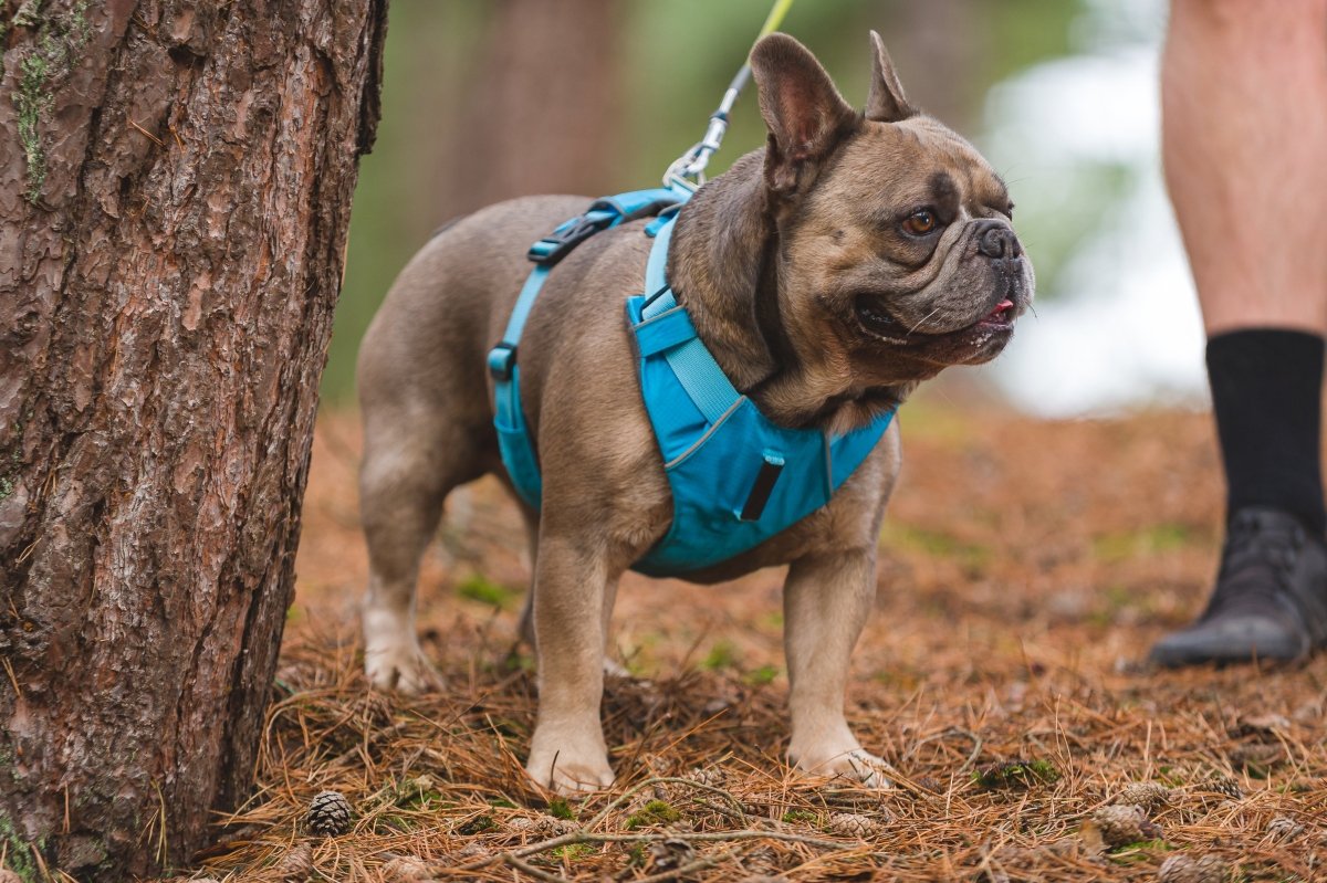 Explorer Harness Glacier Blue 🧊 - TOUGHDOG Ltd