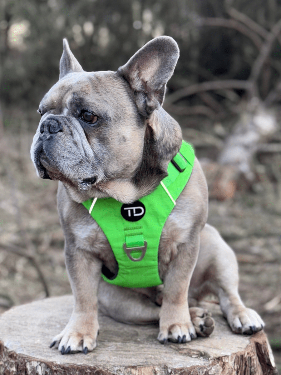 Luxe Collection Harness Aurora Green - TOUGHDOG Ltd