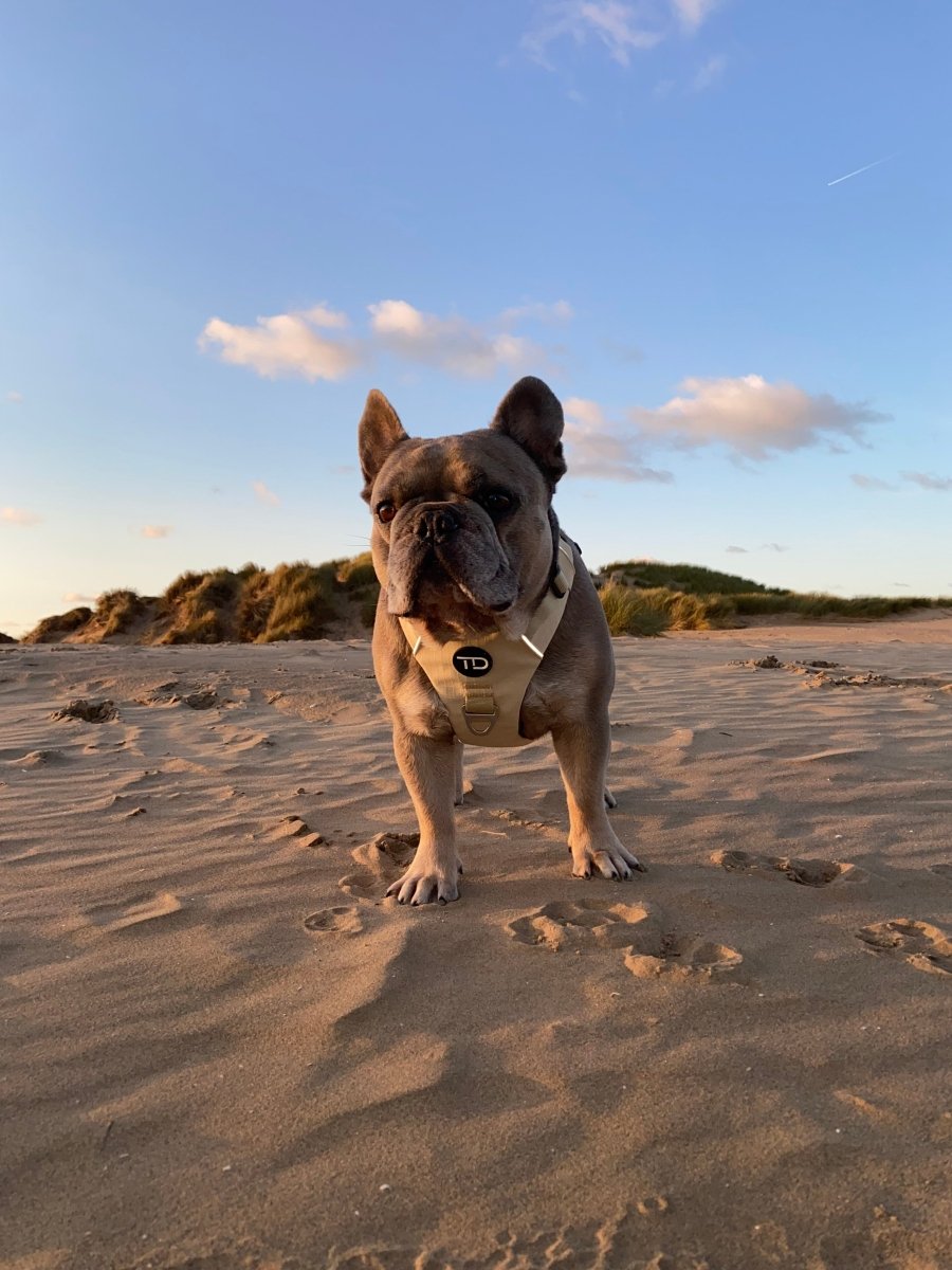 Explorer Harness V2.0 Sand - TOUGHDOG Ltd