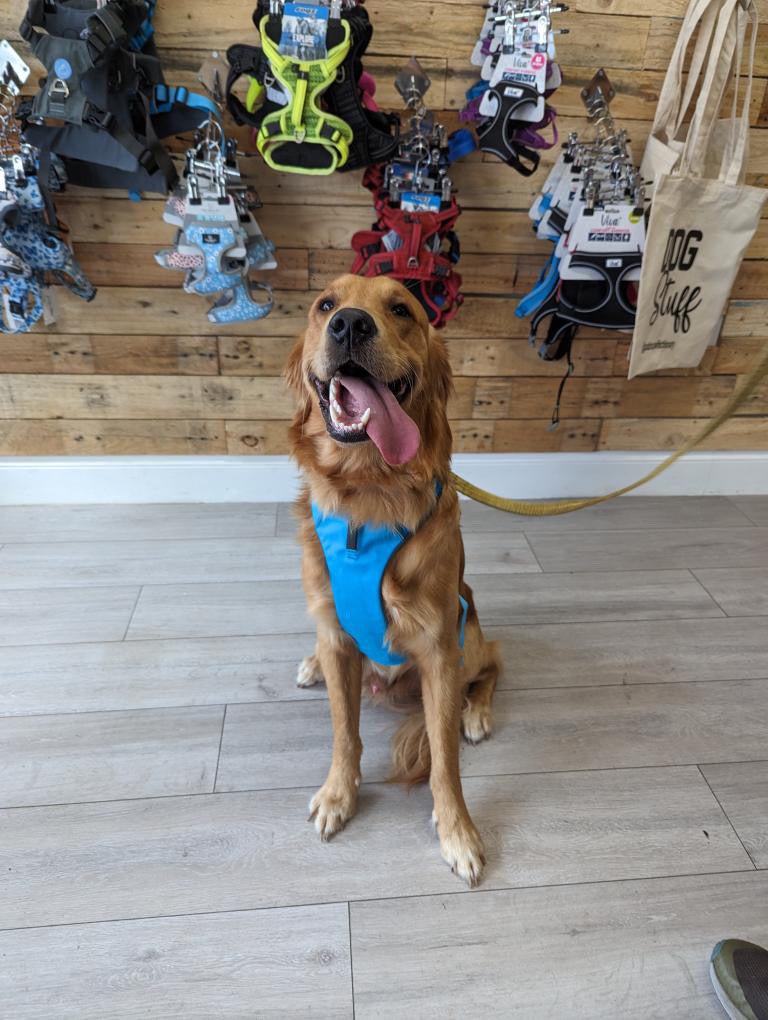 Explorer Harness Glacier Blue 🧊 - TOUGHDOG Ltd