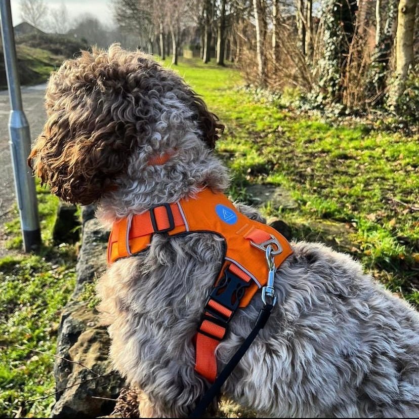 Explorer Harness Sunset Orange 🌅 - TOUGHDOG Ltd