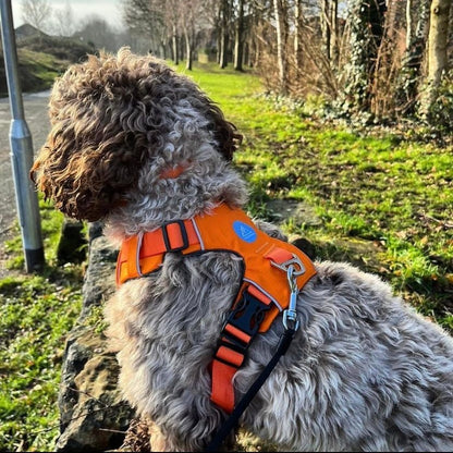 Explorer Harness Sunset Orange 🌅 - TOUGHDOG Ltd