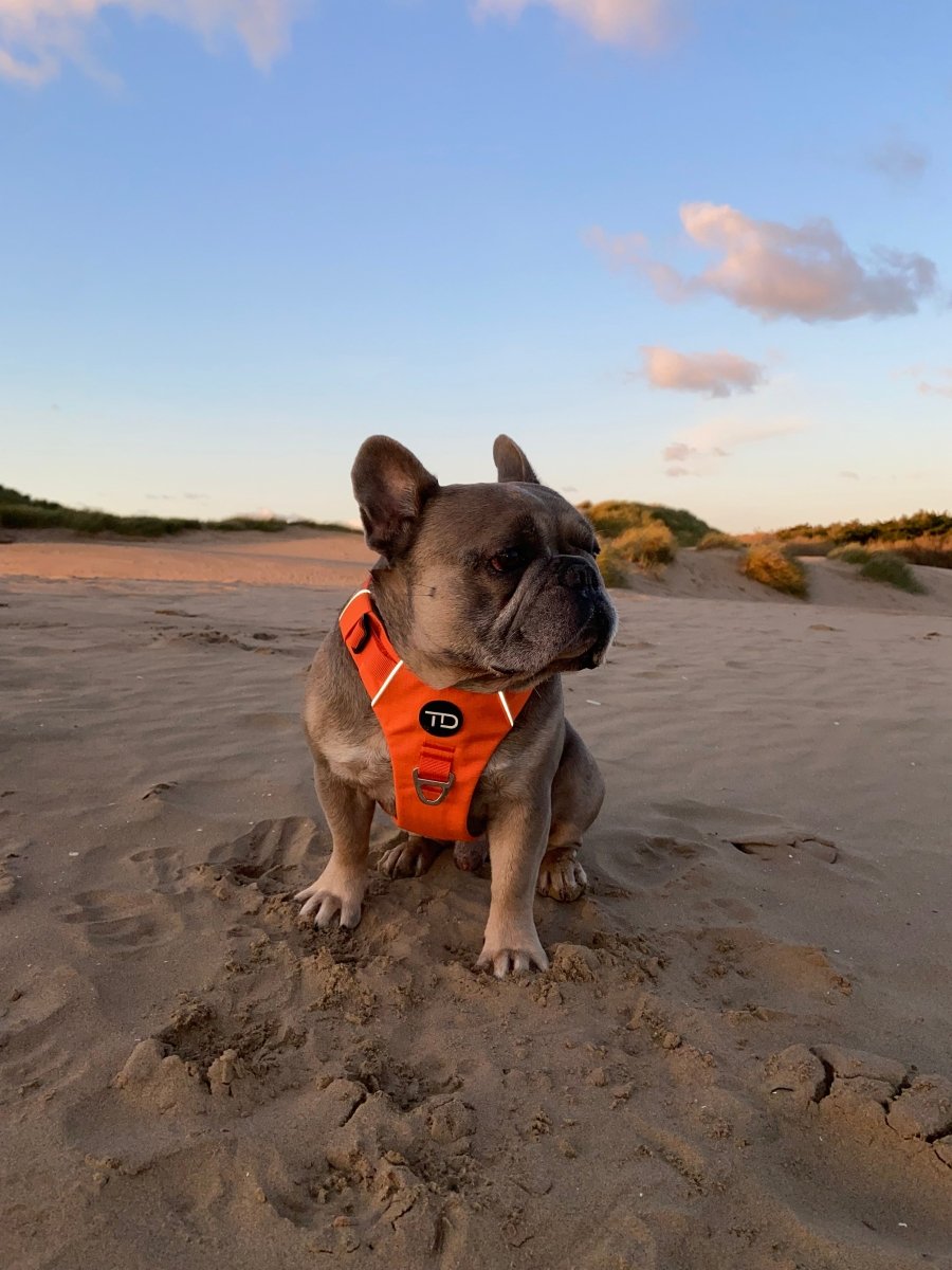 Explorer Harness V2.0 Sunset Orange - TOUGHDOG Ltd