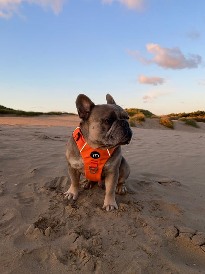 Explorer Harness V2.0 Sunset Orange - TOUGHDOG Ltd