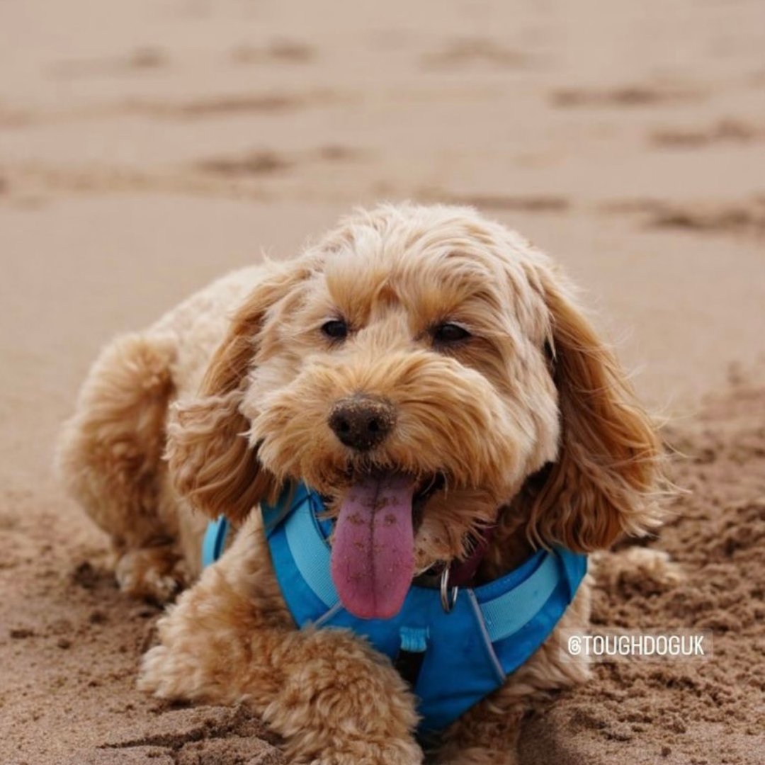 Explorer Harness Glacier Blue 🧊 - TOUGHDOG Ltd