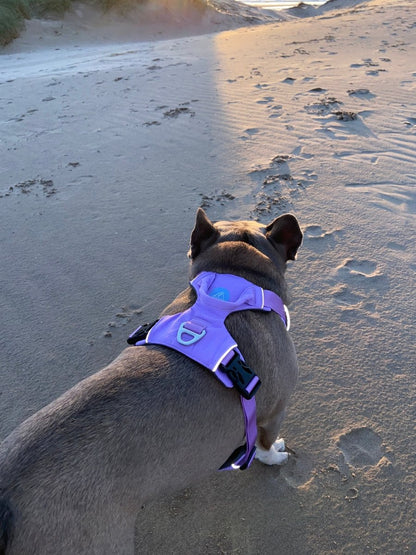 Explorer Harness V2.0 Lavender Purple - TOUGHDOG Ltd