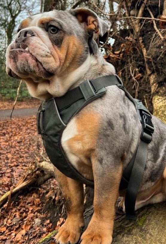 Explorer Harness Storm Grey 🌪️ - TOUGHDOG Ltd