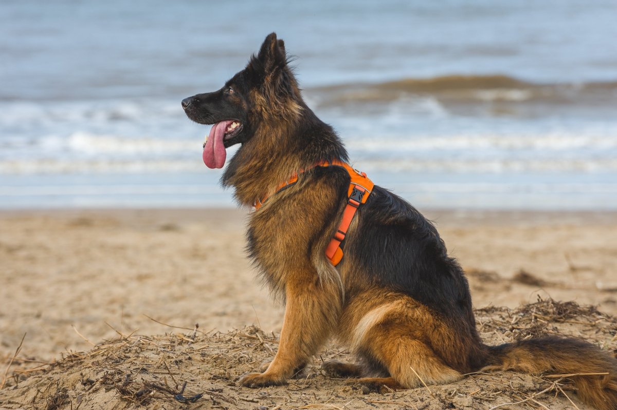 Explorer Harness Sunset Orange 🌅 - TOUGHDOG Ltd