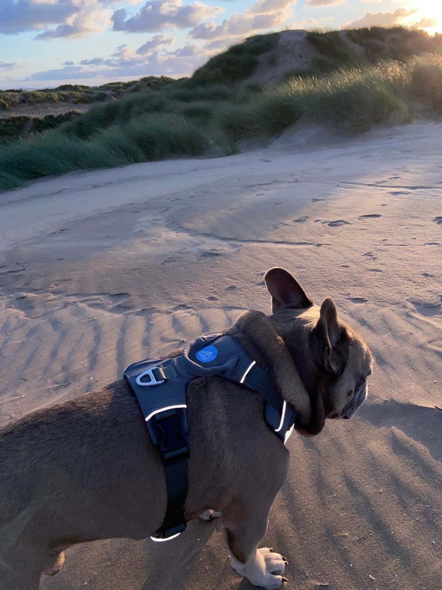 Explorer Harness V2.0 Slate Grey - TOUGHDOG Ltd