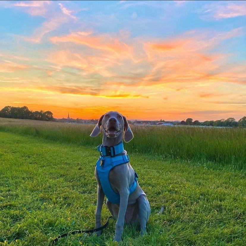 Explorer Harness Glacier Blue 🧊 - TOUGHDOG Ltd