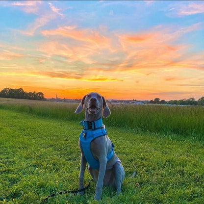 Explorer Harness Glacier Blue 🧊 - TOUGHDOG Ltd