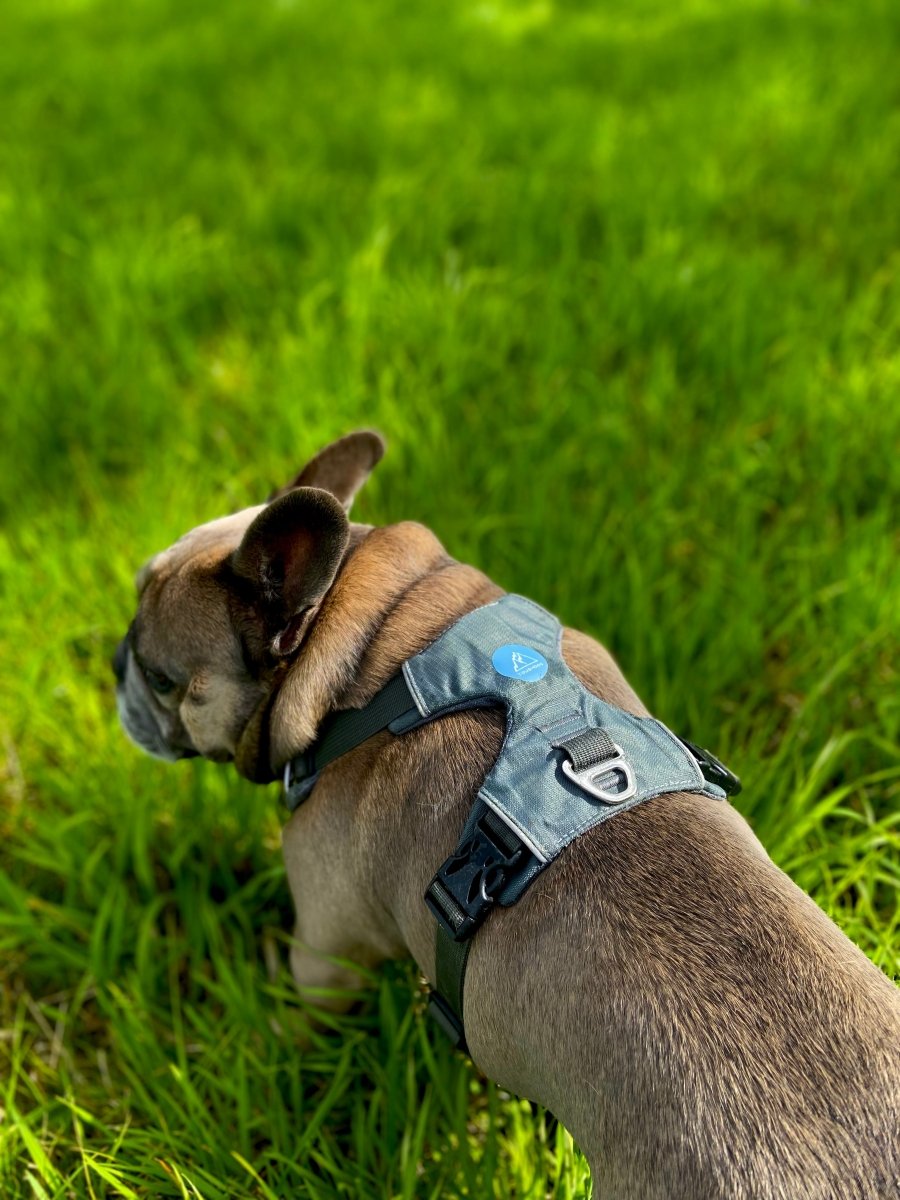 Explorer Harness Storm Grey 🌪️ - TOUGHDOG Ltd