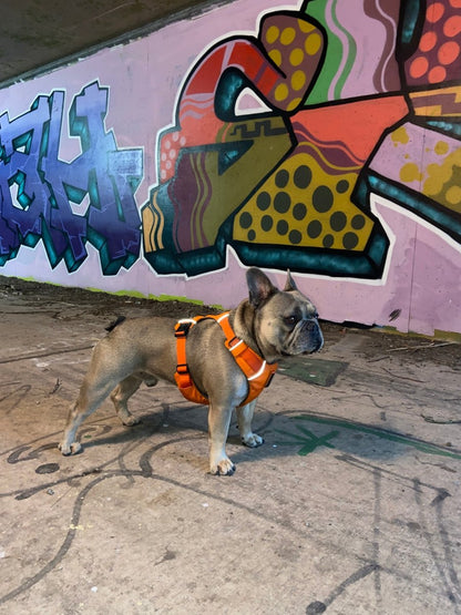 Explorer Harness Sunset Orange 🌅 - TOUGHDOG Ltd