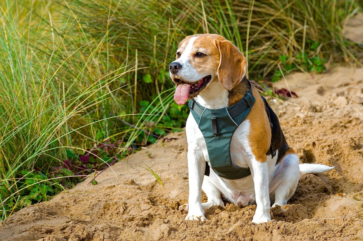 Explorer Harness Storm Grey 🌪️ - TOUGHDOG Ltd