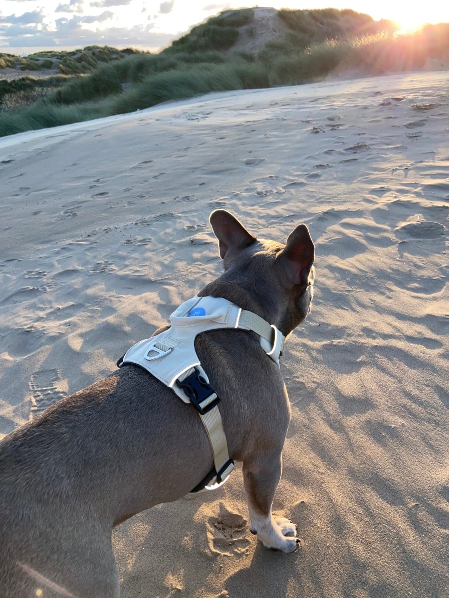 Explorer Harness V2.0 Sand - TOUGHDOG Ltd