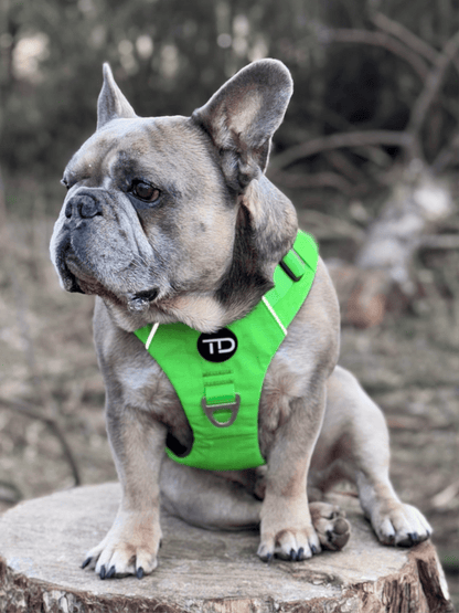Luxe Collection Harness Aurora Green - TOUGHDOG Ltd