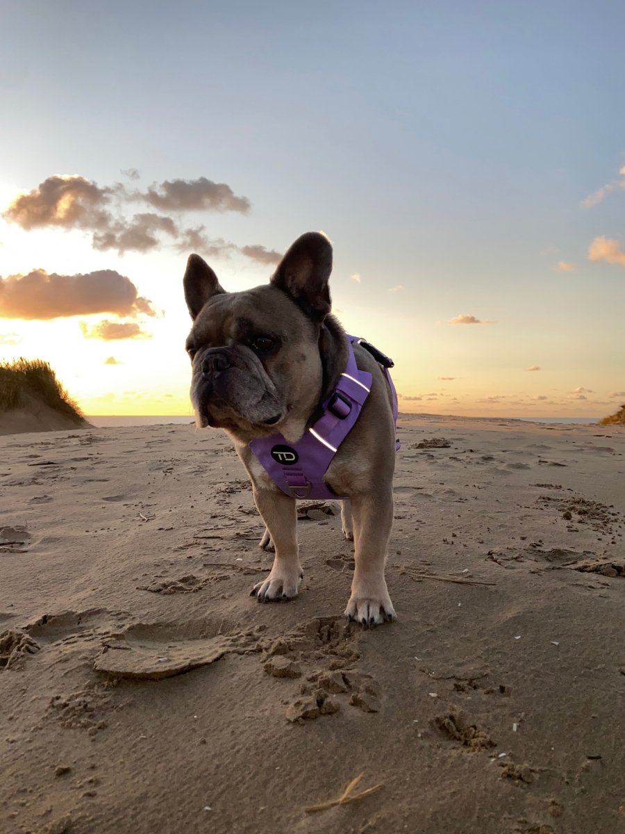 Explorer Harness V2.0 Lavender Purple - TOUGHDOG Ltd