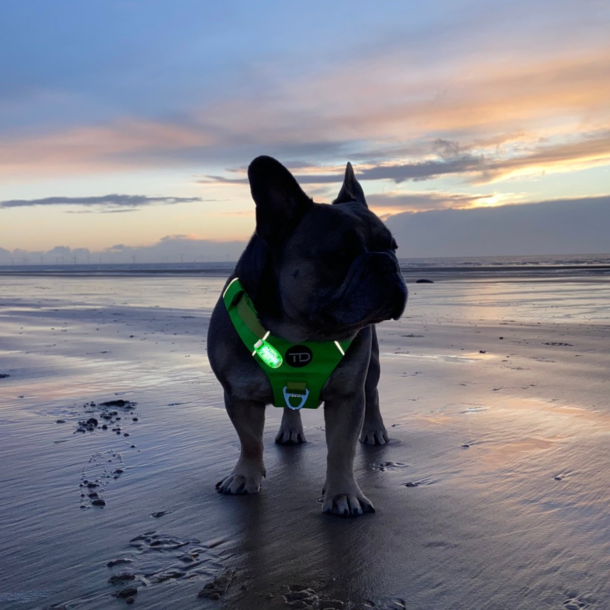 Waterproof LED Clip on Light - TOUGHDOG Ltd