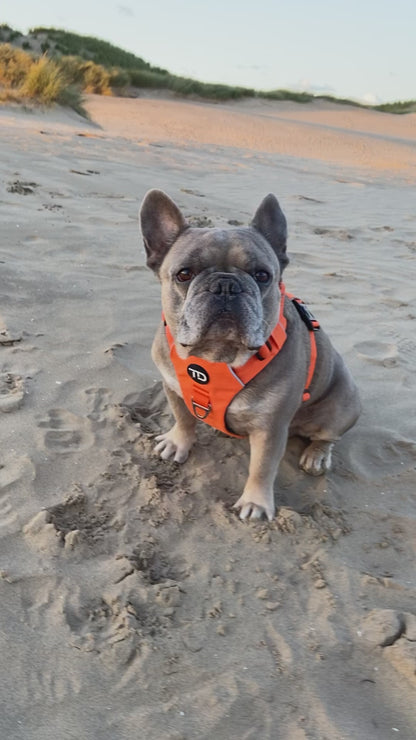 Luxe Collection Harness Sunset Orange